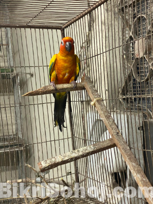 Sun conure adult male